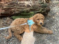 Goldendoodle Puppies for sale in Puyallup, Washington. price: $1,500
