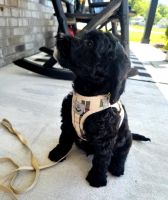 Goldendoodle Puppies for sale in Guyton, Georgia. price: $1,000