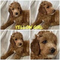 Goldendoodle Puppies for sale in Denver, Colorado. price: $1,000