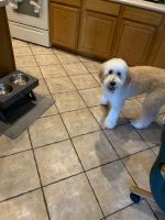 Goldendoodle Puppies for sale in Chandler, Arizona. price: $1,800
