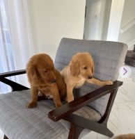 Goldendoodle Puppies for sale in Miami, Florida. price: $1,200