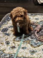 Goldendoodle Puppies for sale in Brookhaven, New York. price: $1,800