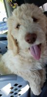 Goldendoodle Puppies for sale in Warner Robins, Georgia. price: $300