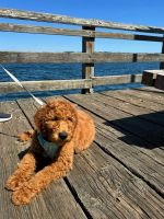 Goldendoodle Puppies for sale in Puyallup, Washington. price: $2,000