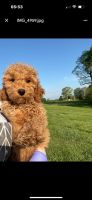 Goldendoodle Puppies for sale in Gilbert, Arizona. price: $2,100