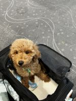 Goldendoodle Puppies for sale in Gilbert, Arizona. price: $2,100