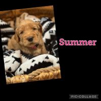 Goldendoodle Puppies for sale in Seminole, Oklahoma. price: $600