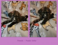 Goldendoodle Puppies for sale in Newport, Rhode Island. price: $450