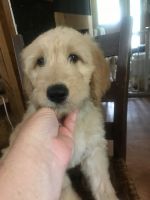 Goldendoodle Puppies for sale in Yellville, Arkansas. price: $800