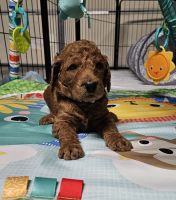 Goldendoodle Puppies for sale in San Diego, California. price: $2,450