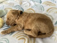 Goldendoodle Puppies for sale in Richland, Washington. price: $800