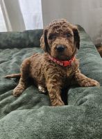 Goldendoodle Puppies for sale in San Diego, California. price: $1,950