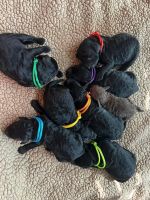 Goldendoodle Puppies for sale in Bowdon, Georgia. price: $1,200
