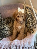Goldendoodle Puppies for sale in Hattiesburg, Mississippi. price: $1,500