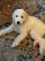 Goldendoodle Puppies for sale in Suwanee, Georgia. price: $500