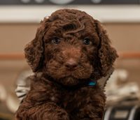 Goldendoodle F1b Pups Ready for Rehoming 7/16/2024