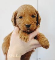 Goldendoodle Puppies for sale in River Falls, WI 54022, USA. price: $2,800