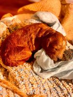 Stunning Medium Goldendoodle Puppies – Red & Apricot Coats!