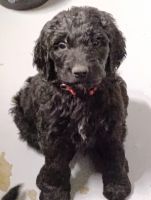 Goldendoodle Puppies for sale in Indianapolis, IN, USA. price: $1,500
