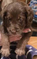 Goldendoodle Puppies for sale in Bloomington, IL, USA. price: $1,500
