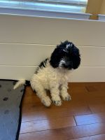 Goldendoodle Puppies for sale in White Plains, MD, USA. price: $800