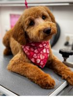 Goldendoodle Puppies for sale in Snohomish, WA 98296, USA. price: $2,000