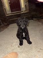 Goldendoodle Puppies for sale in Dallas, GA, USA. price: $1,000