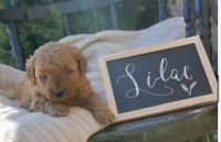 Goldendoodle Puppies for sale in Winchester, VA 22601, USA. price: $1,500