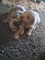 Goldendoodle Puppies for sale in Bristol, IN 46507, USA. price: $575