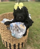 Goldendoodle Puppies for sale in Memphis, TN, USA. price: NA
