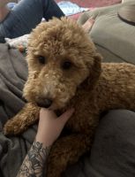 Goldendoodle Puppies for sale in Madisonville, KY 42431, USA. price: $800