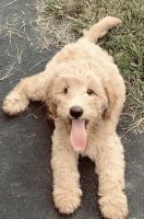 Goldendoodle Puppies for sale in Palm City, FL, USA. price: $1,000