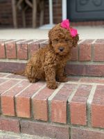 Goldendoodle Puppies for sale in Milner, GA, USA. price: $900