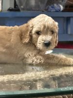 Golden Doodle Puppies are looking for a forever home!!