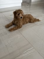 Goldendoodle Puppies for sale in Boca Raton, FL, USA. price: $2,250
