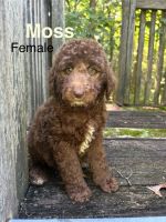 Goldendoodle Puppies for sale in Shoals, IN 47581, USA. price: $500
