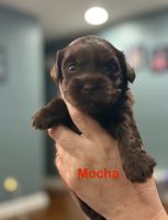 Goldendoodle Puppies for sale in Zion, IL 60099, USA. price: $650