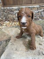 Goldendoodle Puppies for sale in Woodland, AL 36280, USA. price: NA