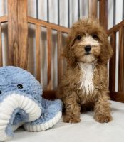 Goldendoodle Puppies for sale in Los Angeles, CA, USA. price: $1,250