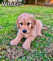 Goldendoodle Puppies for sale in Longview, TX, USA. price: $700