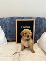 Goldendoodle Puppies for sale in Cross Timber, TX 76028, USA. price: $1,000