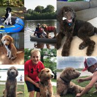 F1b Goldendoodle Standard size reservations