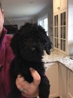 Medium Goldendoodles