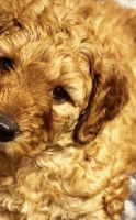 Goldendoodle Puppies