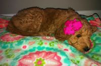 8 week female F1B golden doodle