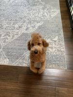 Mini golden doodle