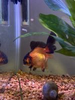 Goldfish Fishes Photos