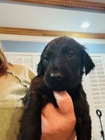 Gordon Setter Puppies for sale in Kingsport, Tennessee. price: $400
