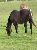 Grade Horse Horses for sale in Onaway, MI 49765, USA. price: $2,000