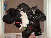 Grand Anglo-Francais Blanc et Noir Puppies for sale in Indianapolis, IN, USA. price: NA
